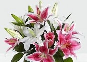 Mixed Lily Bouquet